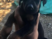 Erkek ve Dişi Doberman yavruları