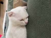Scottish fold yavru kedimi sahiplendiriyorum