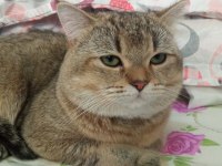 8 aylık British Shorthair Kedim