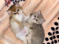 British shorthair golden yavrular