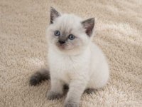 Show Kalite British Shorthair Longhair yavrular