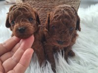Poodle Bebekler