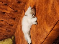 Safkan British Shorthair Blue Point