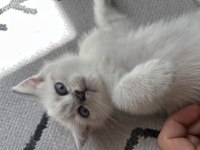 Sakarya british shorthair yavrular