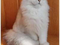 scottish fold ve straight bebeklerim 65 günlük oldular