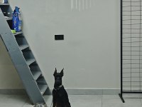 120 Günlük Safkan Dişi Doberman