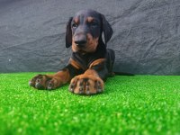 Anneden babadan üst düzey doberman