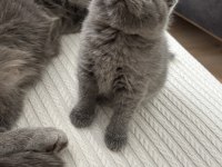 Dişi scottish fold kedisi