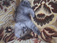 Sevimli Scottish Fold Yavrumuz Yuva Arıyor!