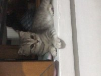 Yavru kedimize yuva arıyoruz scottish fold
