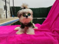 Yavru morkie