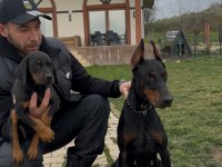 Şampiyon üreticiden geleceğin yıldızları dobermanlar