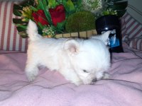 Çay fincanı white terrier bebek