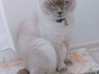 Scottish fold erkek