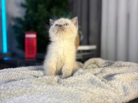 10 güne hazır bebek british shorthair