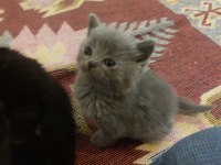 British shorthair pembe patiler