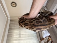 Saf kan bengal