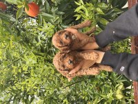 Toy poodle yavrular