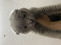 Scottish fold 11 aylık dişi