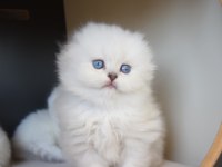 Yeşil ve Mavi Gözlü Scottish Fold ve Straight Yavrular