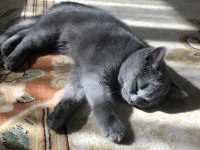 British shorthair evcil ev kedisi