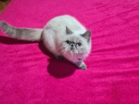 Exotic blue point dişi british shorthair