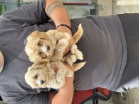 Sağlıklı orijinal maltipoo