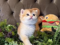 Yüksek kalite golden british shorthair bebeğim