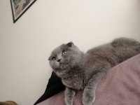 1 yaşında dişi Scottish Fold kedimiz