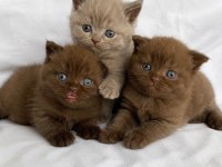 Nadir Özel Renk Chocolate British Shorthair Yavrular