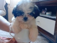 Orjinal Tecup 2 Aylık Shih-Tzu (Şitsu) Erkek