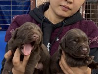 Labrador redriever sevimli yavrular ruhsatlı çiftlik 
