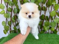 Yalova da Pomeranian Boo Bebekler