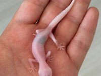 Leopard gecko