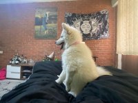 Samoyed 7 aylık dişi karnesi aşıları tam samoyed