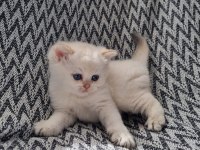 Scottish straight shorthair dişi