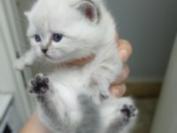 Yavru scottish fold kedisi