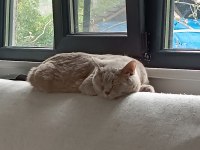 BRİTİSH SHORTHAİR 1 YAŞINDA EVCİL KEDİ