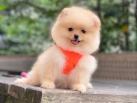 Blacks Petshop Garantisiyle Üst Düzey Pomeranian Boo