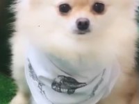 Çok akıllı pomeranian kızımızı sahiplendirmek durumundayız