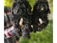 Siyah Toy Poodle Bebekleri