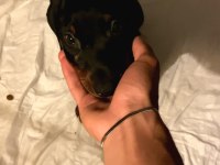 2 AYLIK DOBERMAN YAVRUMUZ