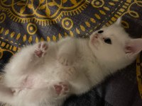British shorthair blue point