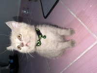 Yavru kardeşler british longhair