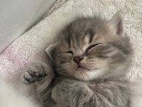 6 haftalık dişi british shorthair