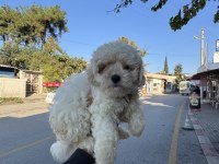 Üst kalite Aşılı Dişi Maltipoo Yavrumuz