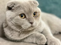 Tamamen uysal aşılar tam 1 buçuk yaşında scottish fold