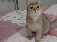 Golden British Shorthair Tatlılık