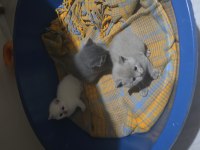 30 günlük british shorthair yavrular yeni evlerini arıyor