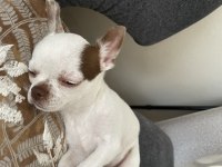 5 aylık oyuncu chihuahua